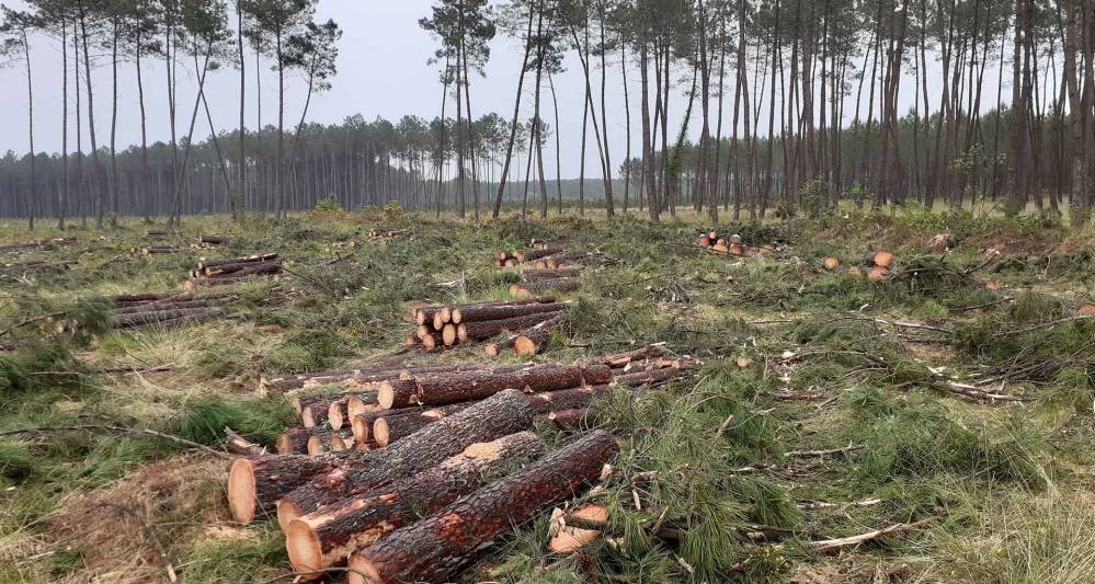 abattage près de Soustons 