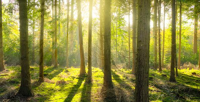 foret