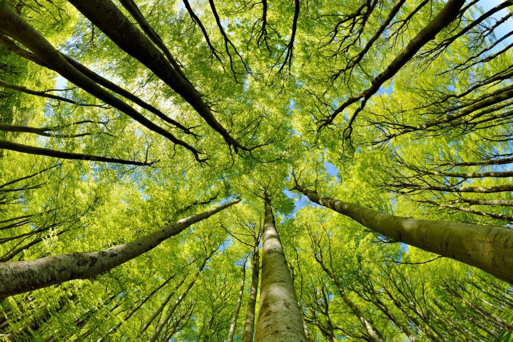 foret